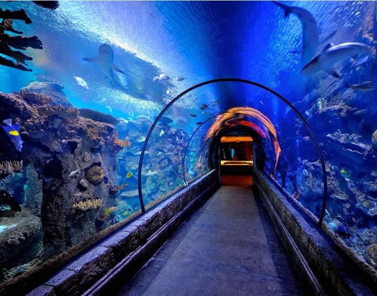 10. Th%C4%83m c%C3%B4ng vi%C3%AAn h%E1%BA%A3i d%C6%B0%C6%A1ng Shark Reef Aquarium