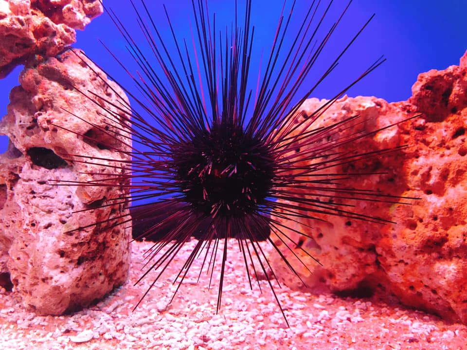 vien-hai-duong-noi-tieng-nha-trang