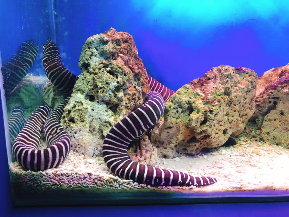 ran-bien-vien-hai-duong