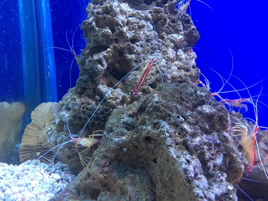 vien-hai-duong-dia-diem-du-lich-noi-tieng