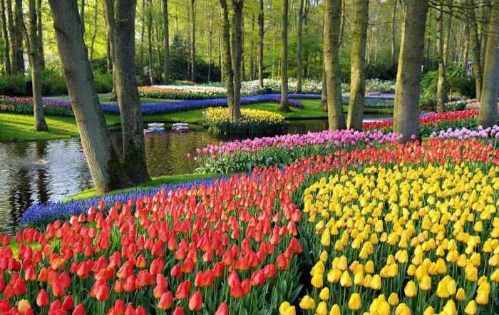 4. V%C6%B0%E1%BB%9Dn hoa Keukenhof