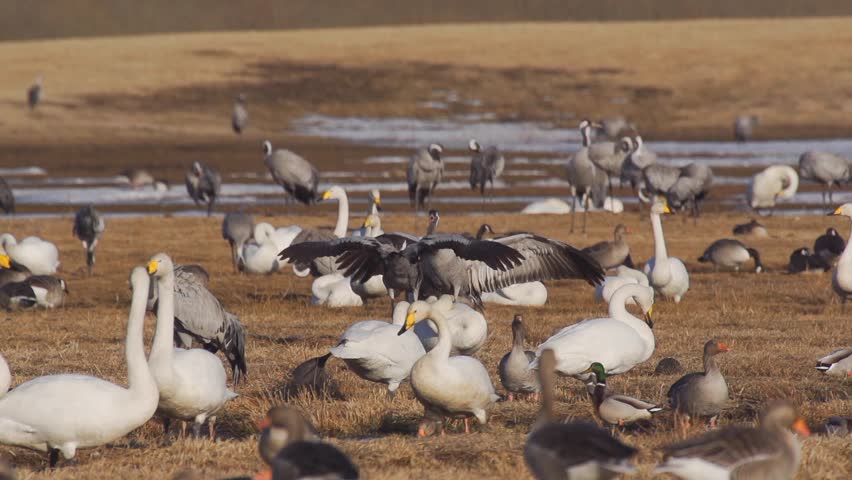 7. H%E1%BB%93 Hornborga