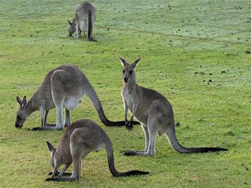 811201541244PM Featherdale Wildlife Park