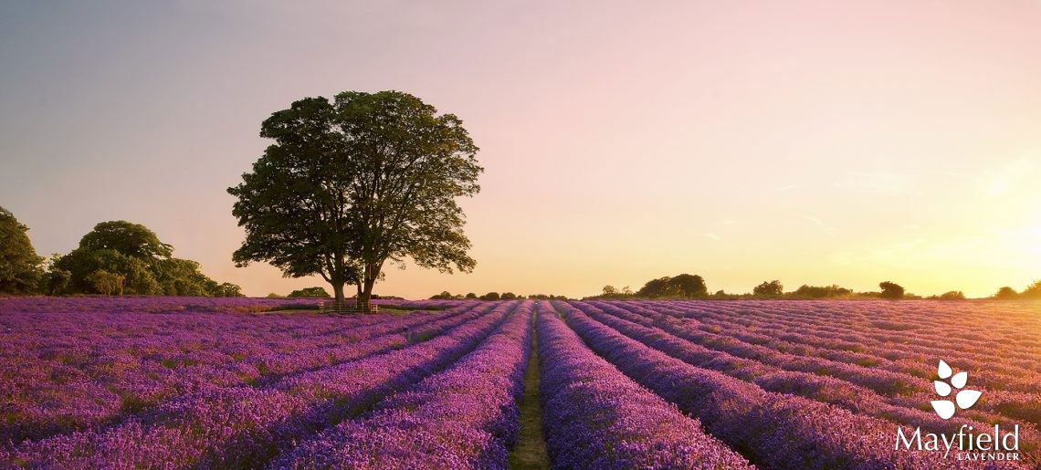 C%C3%A1nh %C4%91%E1%BB%93ng hoa O%E1%BA%A3i H%C6%B0%C6%A1ng %E2%80%93 Mayfield Lavender