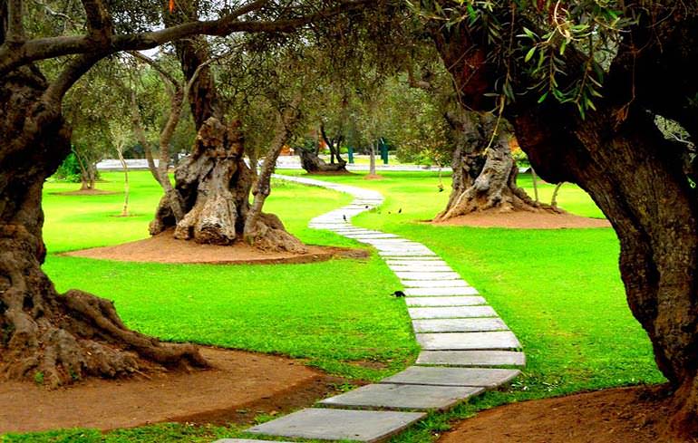 C%C3%B4ng vi%C3%AAn %C3%94 liu Olive Park