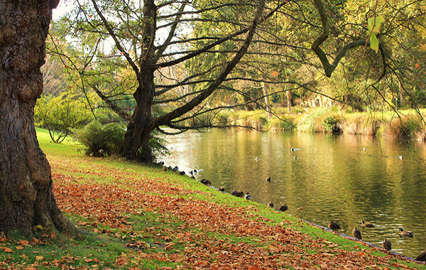 C%C3%B4ng vi%C3%AAn Hagley Park New Zealand
