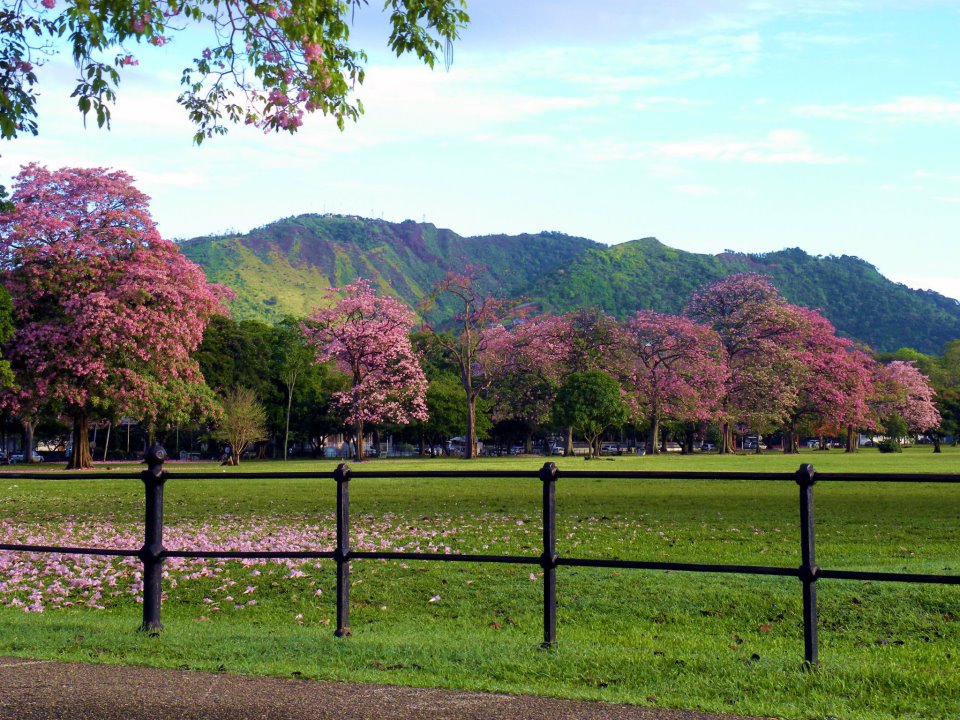 C%C3%B4ng vi%C3%AAn n%E1%BB%AF ho%C3%A0ng Savannah