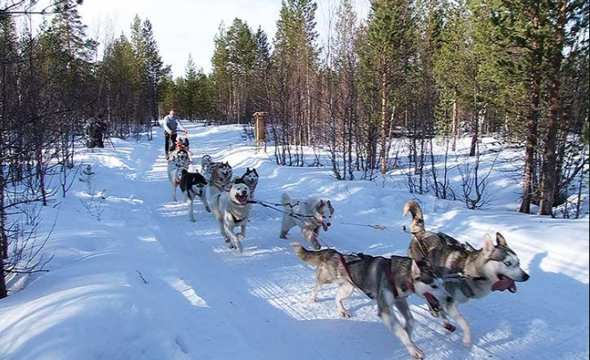 Di chuy%E1%BB%83n b%E1%BA%B1ng xe Ch%C3%B3 k%C3%A9o