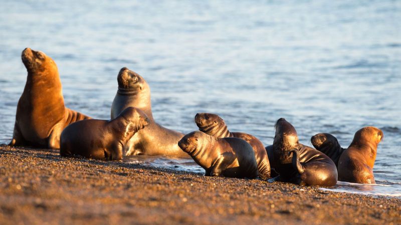 Khu b%E1%BA%A3o t%E1%BB%93n Punta Tombo