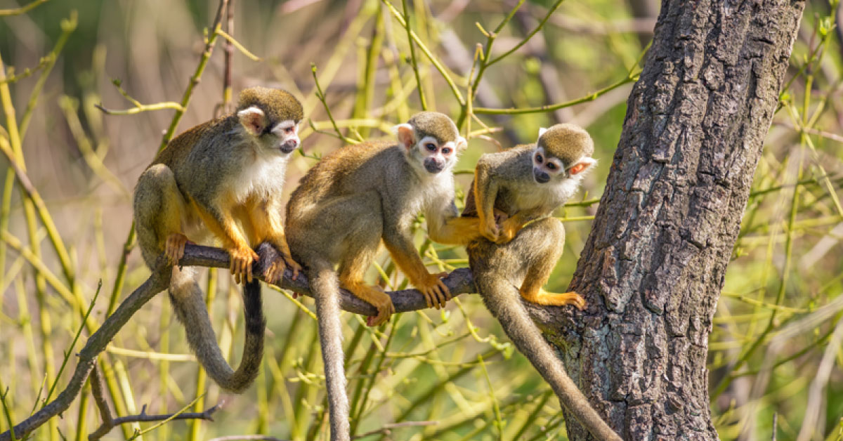 R%E1%BB%ABng Kh%E1%BB%89