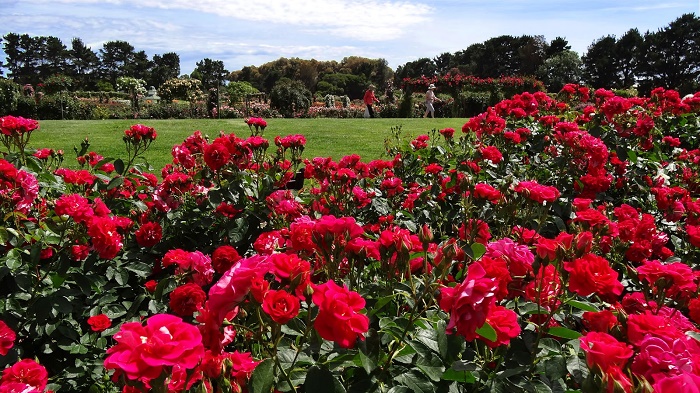 Rose Garden Melbourne
