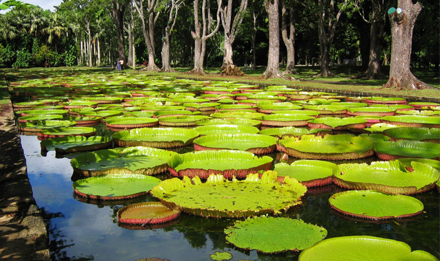 SSR Botanical Garden Pamplemousses