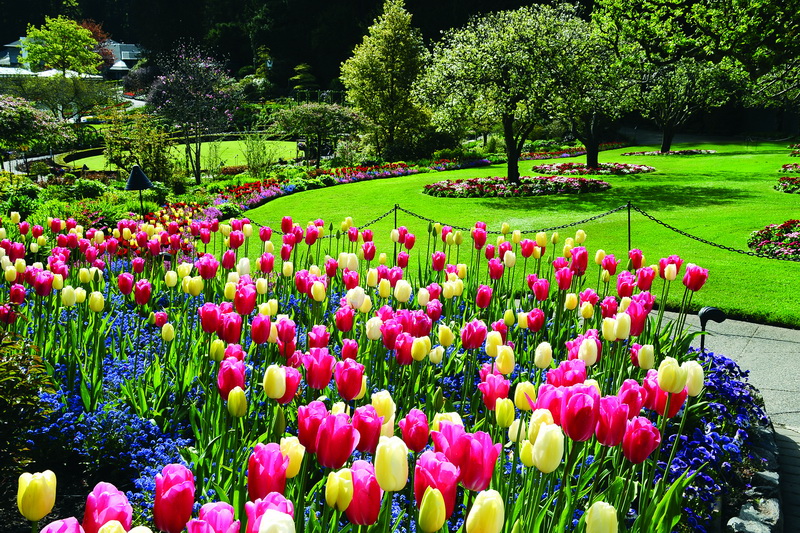 V%C6%B0%E1%BB%9Dn hoa Butchart Garden