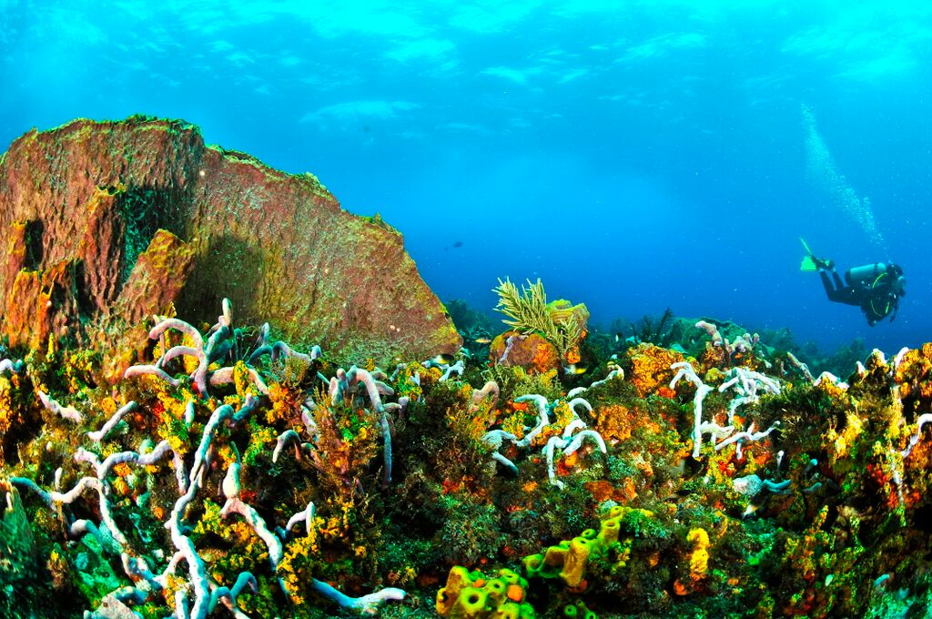 V%C6%B0%E1%BB%9Dn san h%C3%B4 Coral Gardens