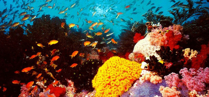 banana reef wide shot