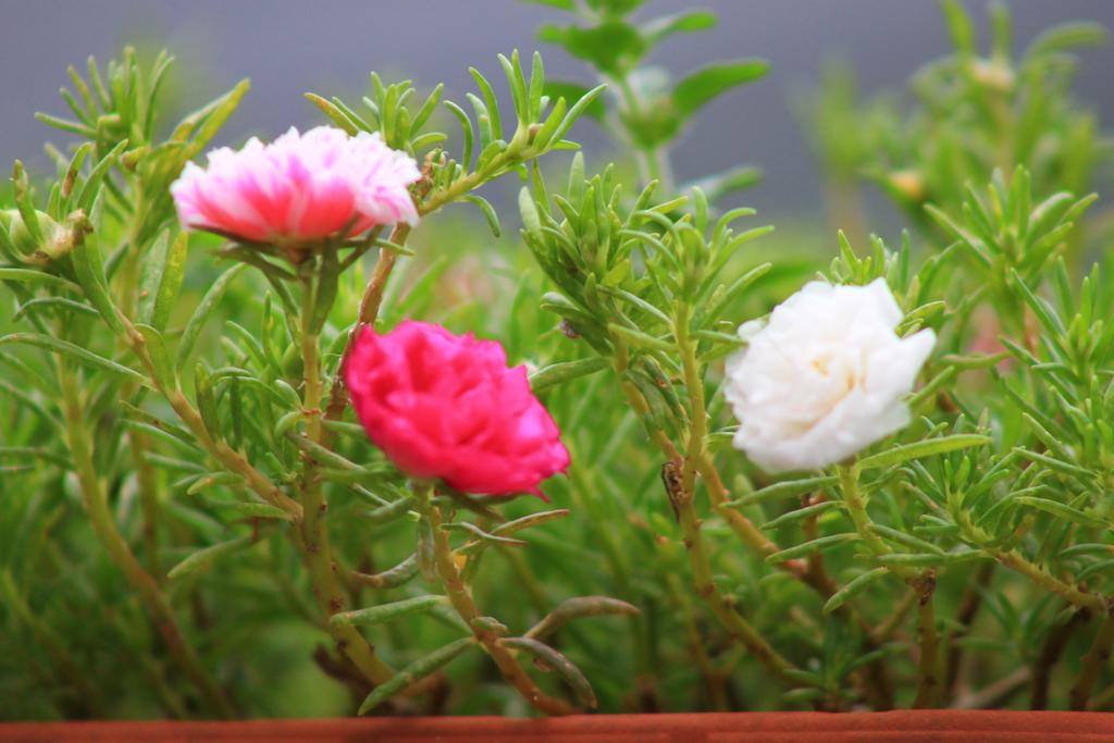 Cuc-Phuong-Resort-Ninh-Binh