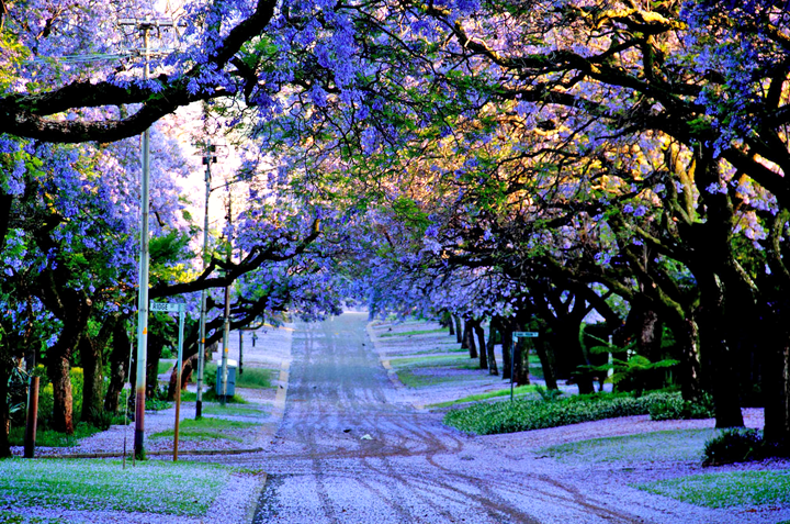 diem du lich nam phi thanh pho pretoria du lich viet