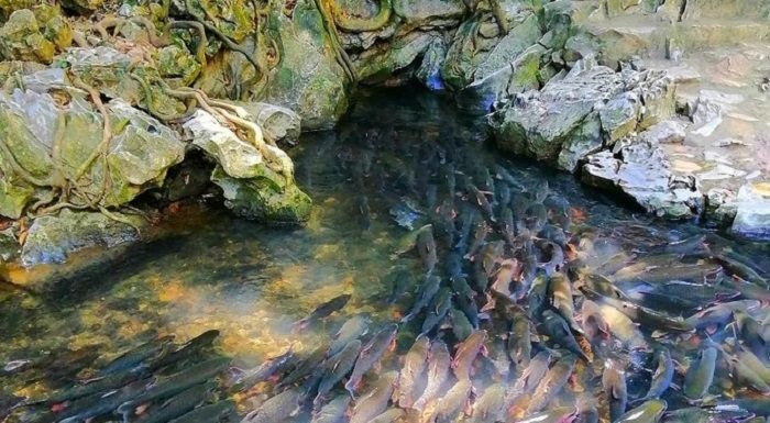 du lich suoi ca than thanh hoa thumb 1623833010