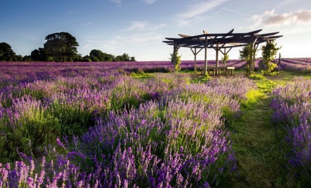 hoa lavender no khi nao vanthanh e1506674467978