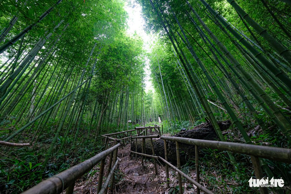 images2933870 logo rung truc mccnamtran13 1600404382998257697958