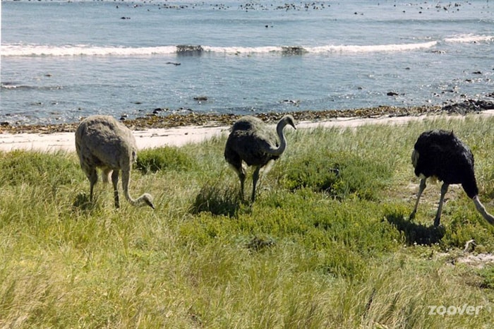 khu bao ton mui hao vong nam phi 8 min