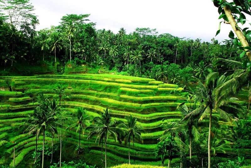 ruong bac thang bali