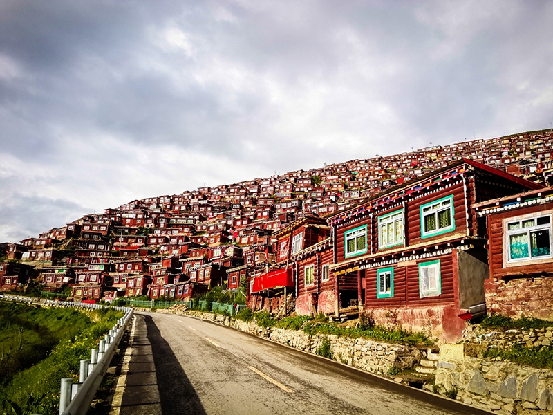 t%C3%A2y t%E1%BA%A1ng TQ