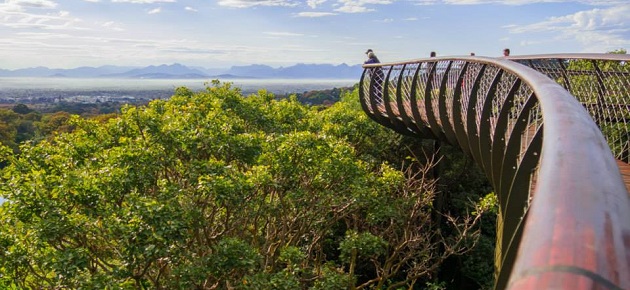 tfd 20151211 kirstenbosch treetop canopy walk