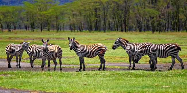 tfd 20160303 Samburu park