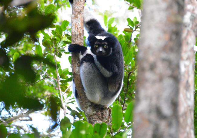 tfd 20160811 Analamazaotra