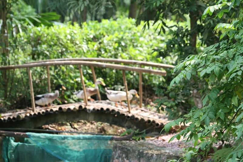 vit-co-xanh-resort-la-ferme-du-colvert-resort-0