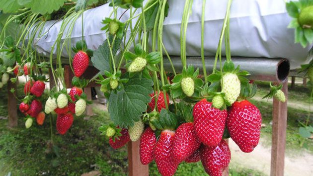 vuon dau tay dulichdalat